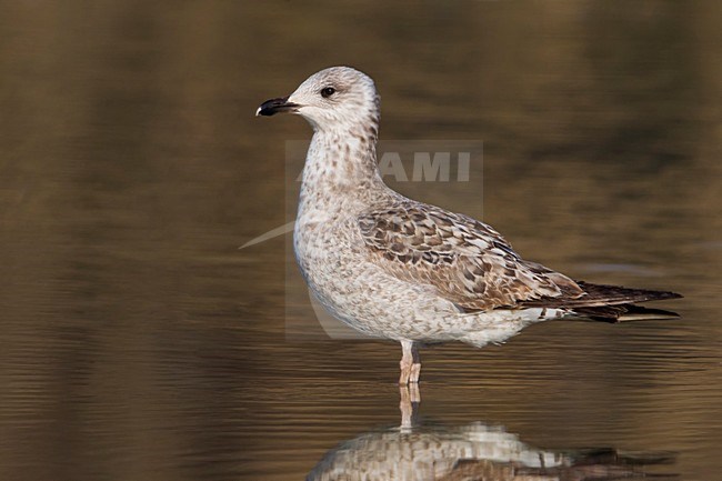 Kleine Mantelmeeuw; Lesser Black-backed Gull stock-image by Agami/Daniele Occhiato,