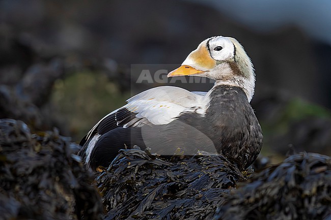 3rd year drake moulting  Spectacled Eider (Somateria fischeri) swimming in Texel, the Netherlands. stock-image by Agami/Vincent Legrand,