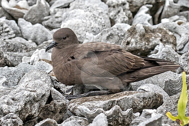 Christmas Shearwater (Puffinus nativitatis). Photographed during a Pitcairn Henderson and The Tuamotus expedition cruise. Resting on the ground in the breeding colony. stock-image by Agami/Pete Morris,