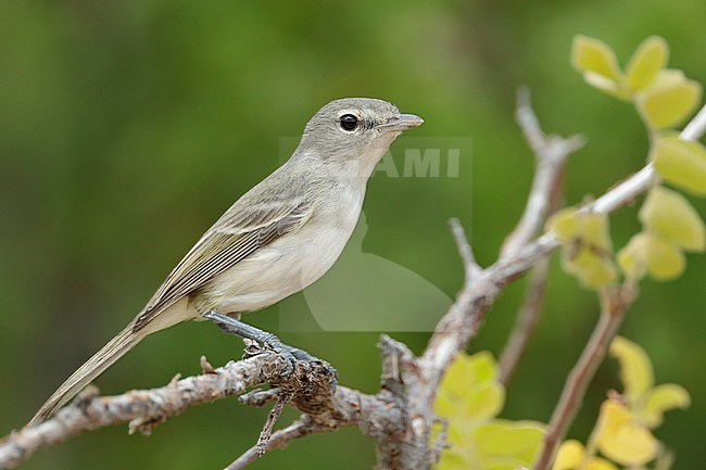 Adult Least Bell's Vireo (Vireo bellii pusillus) perched on a branche in Baja California Sur, Mexico in December 2016. stock-image by Agami/Brian E Small,