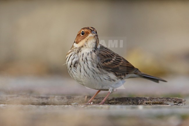 Dwerggors in zomerkleed; Little Bunting in summer plumage stock-image by Agami/Arie Ouwerkerk,