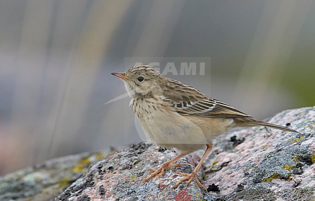 Mongoolse Pieper, Blyth's Pipit stock-image by Agami/Markus Varesvuo,