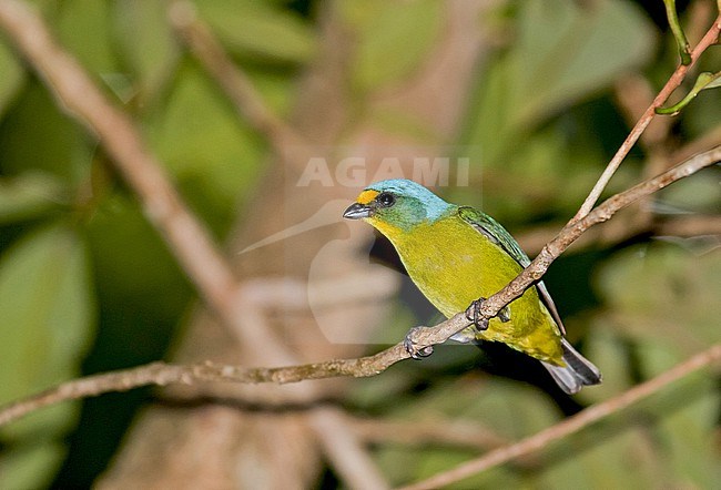Lesser Antillean Euphonia (Chlorophonia flavifrons) on Dominica island. stock-image by Agami/Pete Morris,