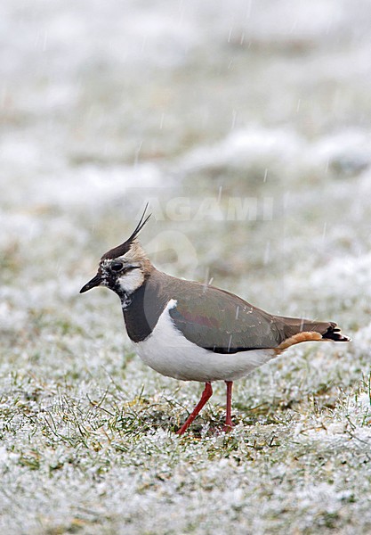 Kievit staand in besneeuwd weiland; Northern Lapwing standing is snow covered meadow stock-image by Agami/Arie Ouwerkerk,