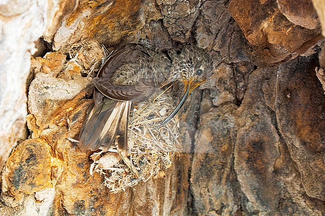 Wedge-tailed Hillstar (Oreotrochilus adela) female with pollen-stained head building a nest on a ledge under an overhang on a rocky cliff in the Andes of Argentina stock-image by Agami/Andy & Gill Swash ,