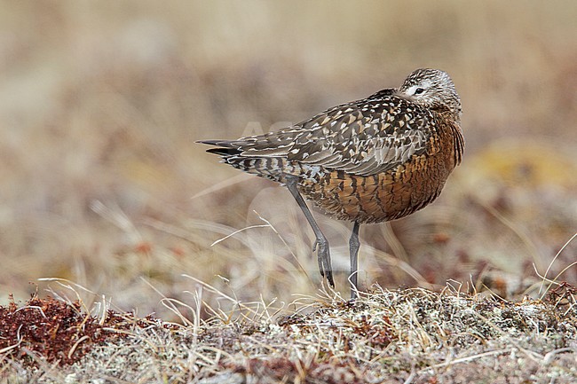 Rode Grutto, Hudsonian Godwit stock-image by Agami/Glenn Bartley,