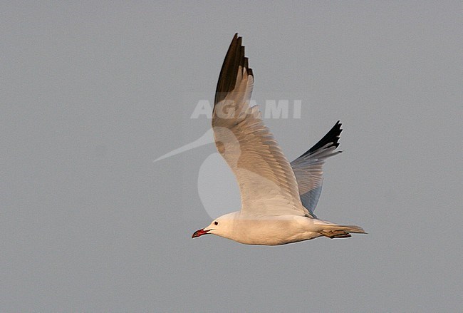 Audouins Meeuw in vlucht, Audouin's Gull in flight stock-image by Agami/Karel Mauer,