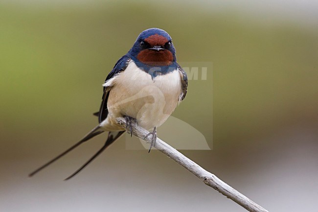 Volwassen Boerenzwaluw op takje; Barn Swallow adult on branch stock-image by Agami/Daniele Occhiato,