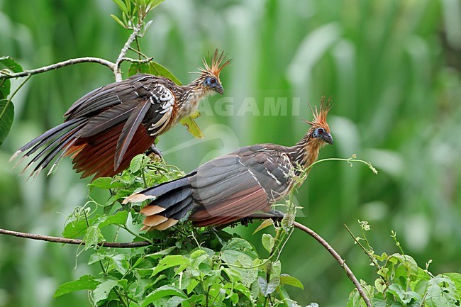 Hoatzin (Opisthocomus hoazin) perched on a branch in Peru. stock-image by Agami/Glenn Bartley,