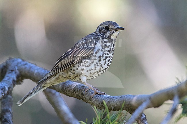 Juvenile Mistle Thrush (Turdus viscivorus) perched in a pine tree during a summer day in Spain. stock-image by Agami/Marc Guyt,