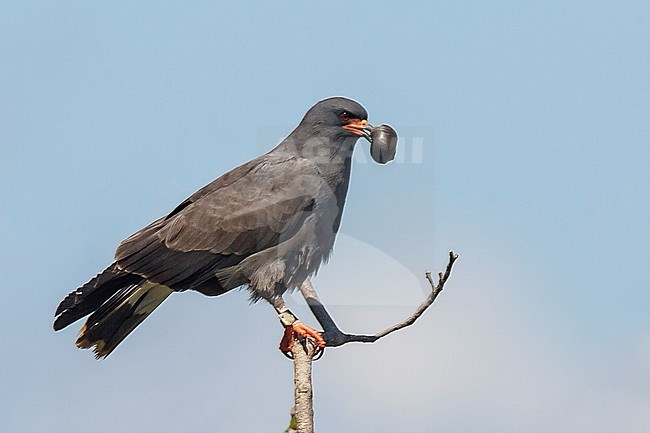 Adult male Everglade Snail Kite (Rostrhamus sociabilis plumbeus) Miami-Dade County, Florida, United States. Perched with a large snail in its beak. stock-image by Agami/Brian E Small,