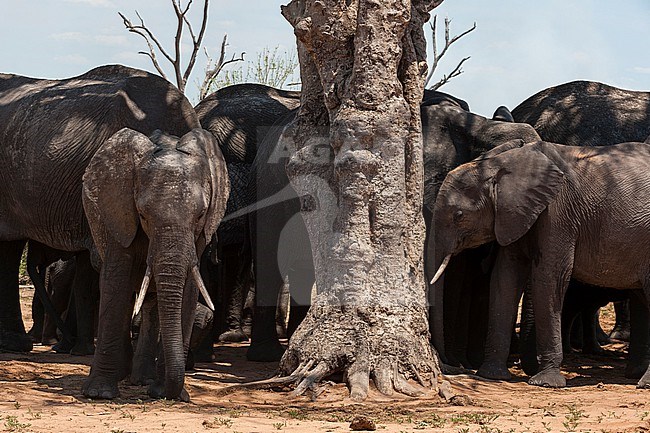 A herd of African elephants, Loxodonta africana, searching for shade under a tree in the middle of the day. Chobe National Park, Botswana. stock-image by Agami/Sergio Pitamitz,