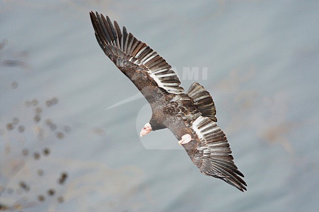 Californische Condor; Californian Condor stock-image by Agami/Marc Guyt,