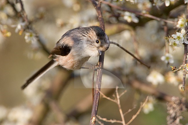 Italian Long-tailed Tit perched on a branch;  Italiaanse Staartmees zittend op een tak stock-image by Agami/Daniele Occhiato,