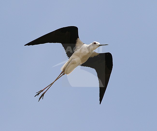  stock-image by Agami/James Eaton,