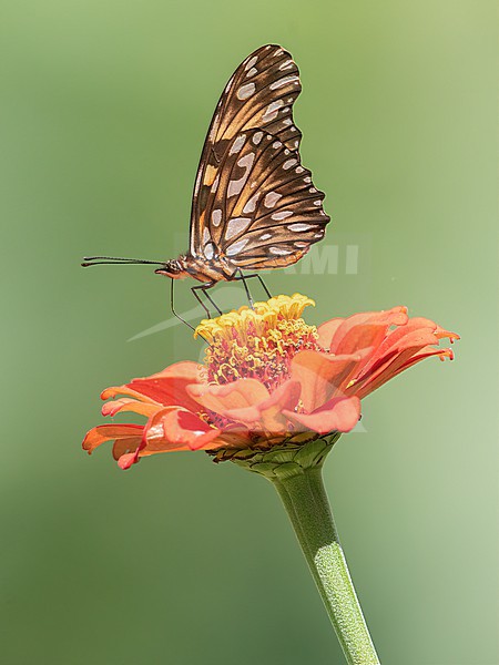 Dione glycera, Andean Silverspot Butterfly, on a Tithonia rotundifolia flower at Cocorná, Colombia. stock-image by Agami/Tom Friedel,