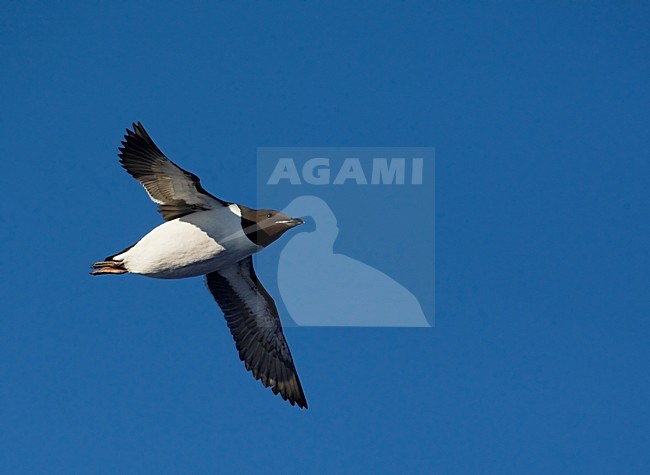 Kortbekzeekoet in vlucht, Thick-billed Murre in flight stock-image by Agami/Markus Varesvuo,