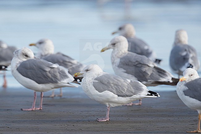 Adult Vega Gull (Larus vegae) in Japan. stock-image by Agami/Yann Muzika,