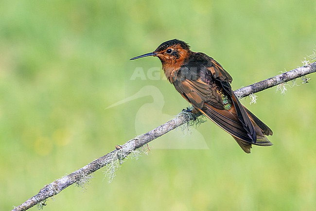 Shining Sunbeam (Aglaeactis cupripennis) perched on a small branch. stock-image by Agami/David Monticelli,
