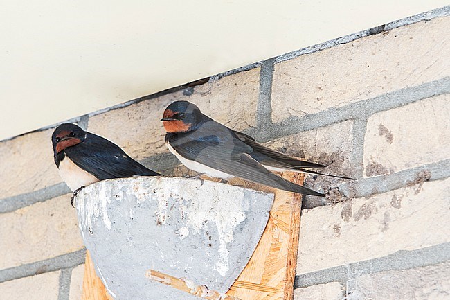 Two barn swallows on nets stock-image by Agami/Wil Leurs,