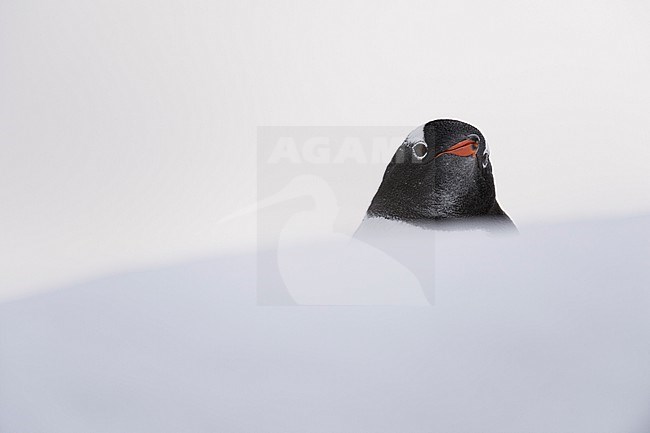 Portrait of a gentoo penguin, Pygoscelis papua, Petermann Island, Antarctica. Antarctica. stock-image by Agami/Sergio Pitamitz,