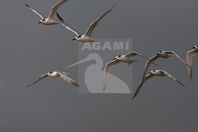 Sandwich Tern (Thalasseus sandvicensis) along the North sea coast during autumn migration in the Netherlands. stock-image by Agami/Marc Guyt,