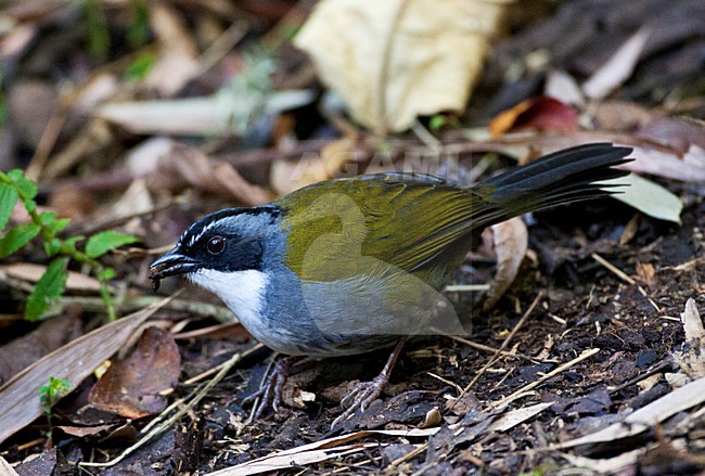 Grijsbrauwstruikgors zittend op de bosbodem; Gray-browed Brush-Finch sitting on the forest floor stock-image by Agami/Marc Guyt,