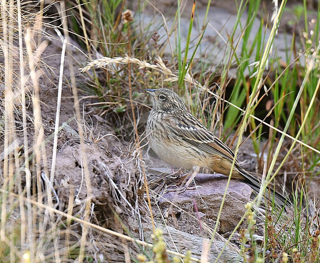 Rock Bunting (Emberiza cia) during late summer or early autumn in Spain. stock-image by Agami/Laurens Steijn,