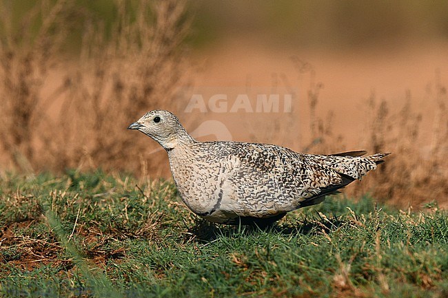 Female Black-bellied Sandgrouse (Pterocles orientalis) at drinking site in Spain. stock-image by Agami/Laurens Steijn,