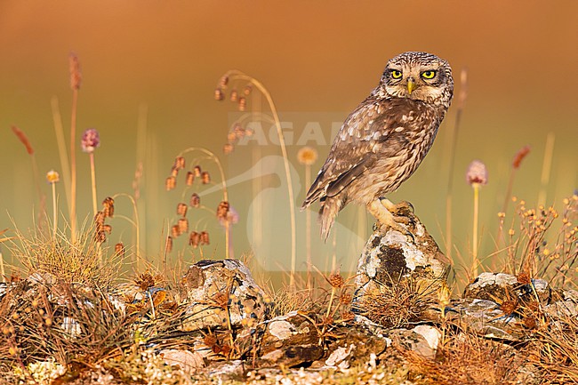 Little Owl, Athene noctua, in Italy. stock-image by Agami/Daniele Occhiato,