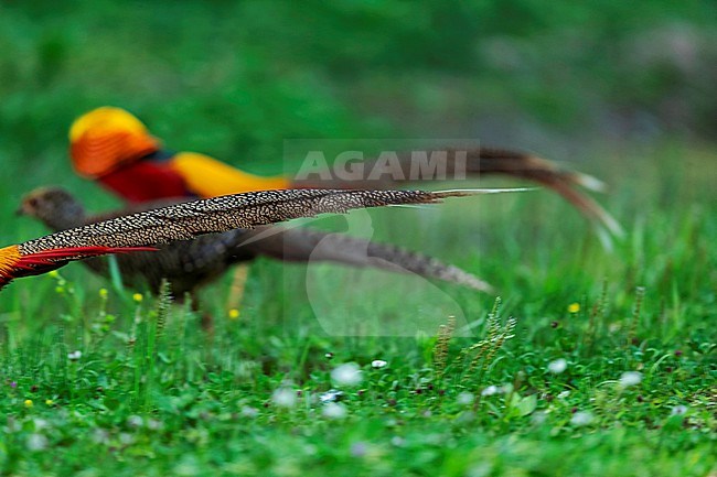 Details of the tail of an adult male Golden Pheasant (Chrysolophus pictus). In the background another male is accompanying a female stock-image by Agami/Mathias Putze,