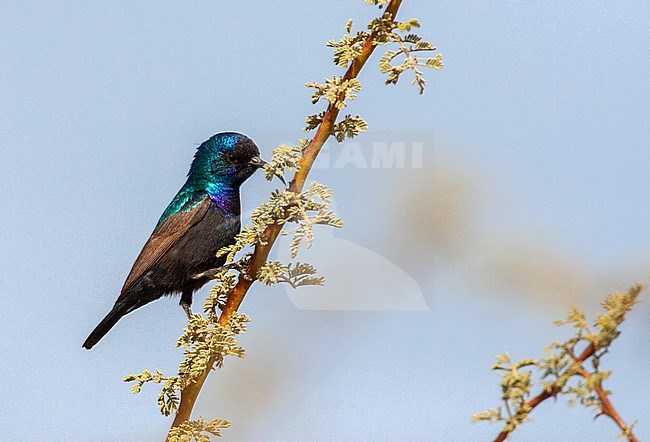 Male Palestine sunbird (Cinnyris osea) near Eilat,Israel. stock-image by Agami/Marc Guyt,