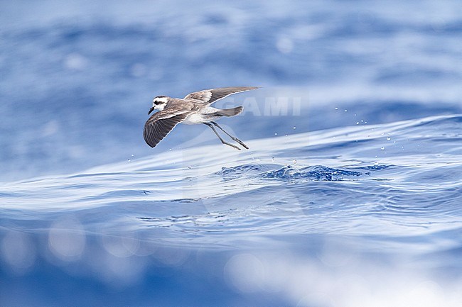 White-faced Storm-Petrel (Pelagodroma marina) foraging on the Atlantic Ocean off the Madeira islands. Bounching on ocean surface with dangling legs. stock-image by Agami/Marc Guyt,