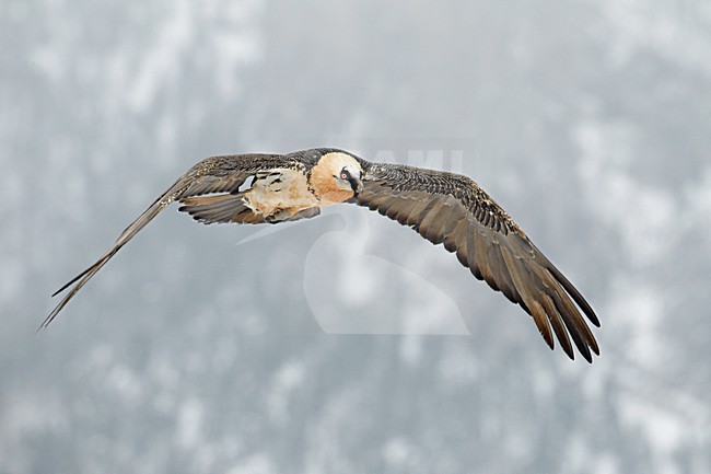 Volwassen Lammergier in de vlucht; Adult Bearded Vulture in flight stock-image by Agami/Markus Varesvuo,