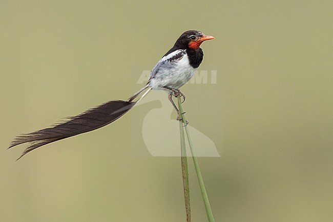 Male Strange-tailed Tyrant (Alectrurus risora) in natural grassland at Ibera marshes in Argentina. stock-image by Agami/Dubi Shapiro,