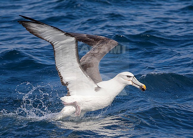 Adult White-capped Albatross (Thalassarche steadi) taking off from the ocean surface off the Chatham Islands, New Zealand, carrying food in its bill. stock-image by Agami/Marc Guyt,