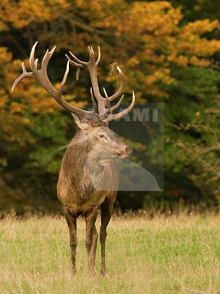 Red Deer male; Edelhert man stock-image by Agami/Han Bouwmeester,