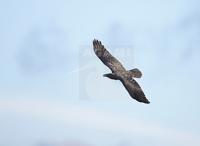 Common Raven flying; Raaf vliegend stock-image by Agami/Markus Varesvuo,