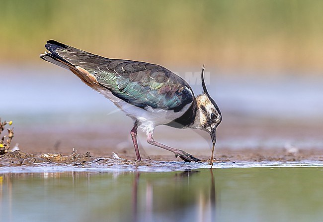 Lapwing has caught a sandworm stock-image by Agami/Onno Wildschut,