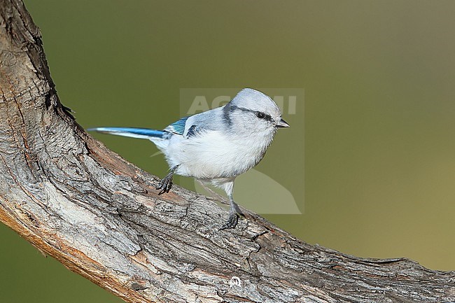 First-winter Azure Tit (Cyanistes cyanus) during autumn near the Tula river in Mongolia. stock-image by Agami/Aurélien Audevard,