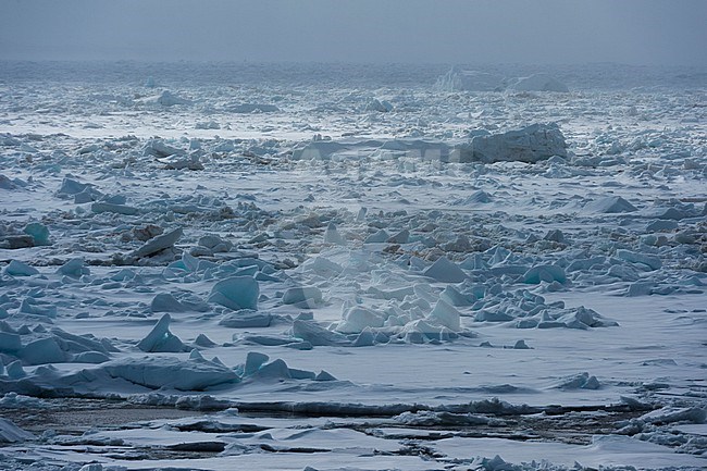 Sea ice at Wahlenberg fjord. Nordaustlandet, Svalbard, Norway stock-image by Agami/Sergio Pitamitz,