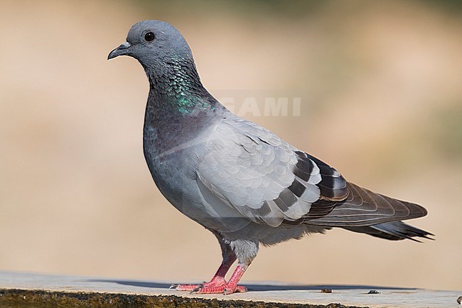 Rock Dove (Columba livia palaestinae), side view of an adult standing on the edge of a pool in Italy. stock-image by Agami/Saverio Gatto,