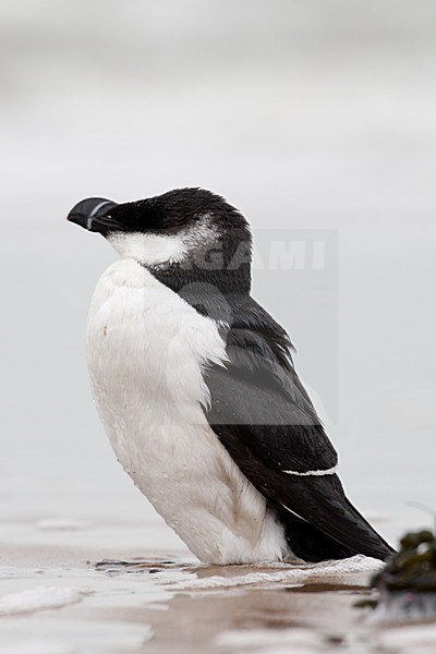 Verzwakte Alk aangespoeld op het strand; Weakened Razorbill washed ashore stock-image by Agami/Arnold Meijer,