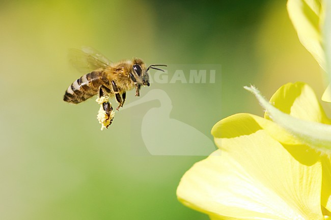 Bij vliegt naar bloem, Bee flying towards flower stock-image by Agami/Rob de Jong,