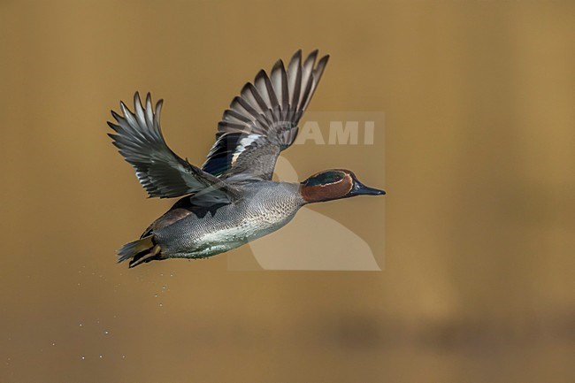 Mannetje Wintertaling in vlucht, Male Common Teal in flight stock-image by Agami/Daniele Occhiato,