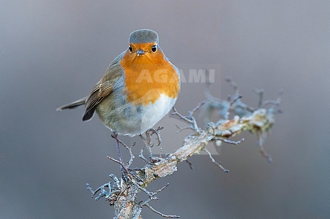 European Robin (Erithacus rubecula) in Italy. stock-image by Agami/Daniele Occhiato,