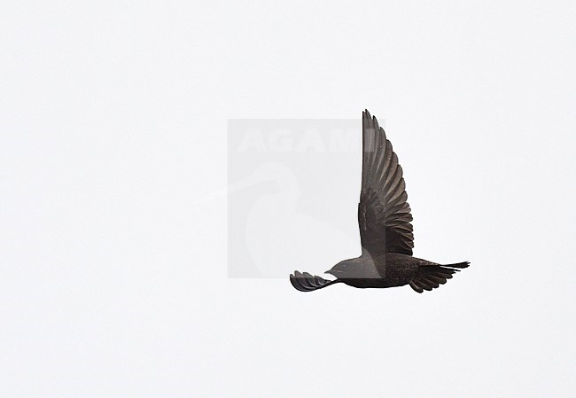 Galapagos Martin (Progne modesta) in flight over the Galapagos islands. stock-image by Agami/Laurens Steijn,
