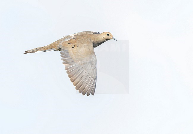 Mourning Dove, Zenaida macroura carolinensis, on Bermuda. stock-image by Agami/Marc Guyt,