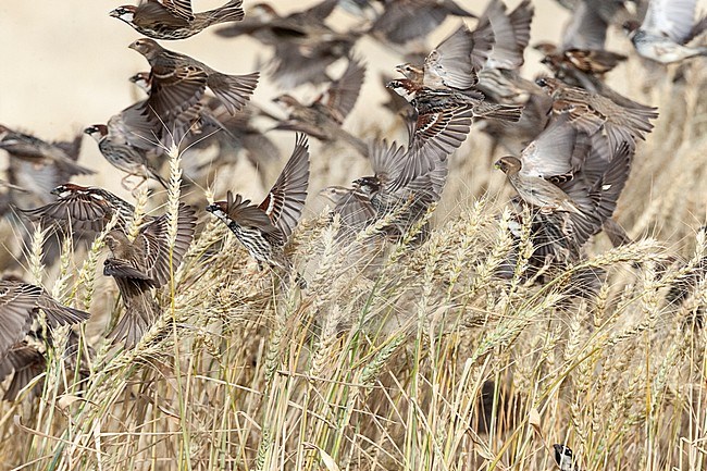 Flock of Spanish Sparrows (Passer hispaniolensis) during spring migration in southern negev, Israel. stock-image by Agami/Marc Guyt,