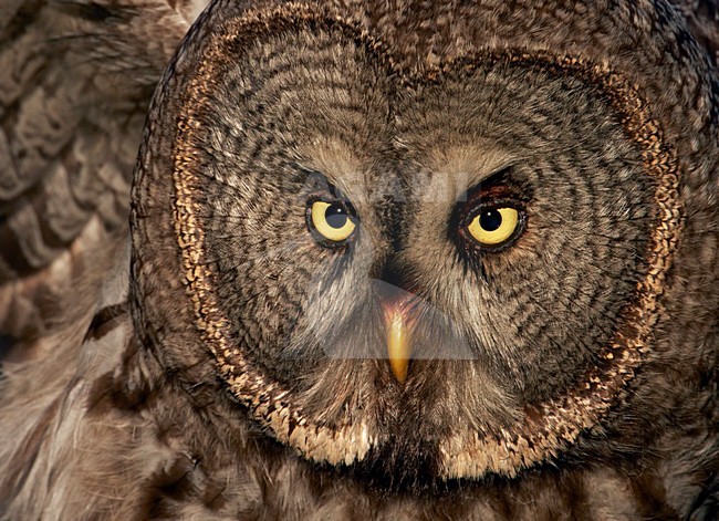 Laplanduil kop beeldvullend; Great Grey Owl head close-up stock-image by Agami/Markus Varesvuo,